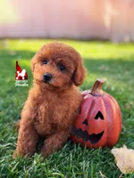 Aladdin, Red Toy Poodle Boy ~ Breeder or Pet, a male Poodle - Toy  for sale in Rigby, ID – 1 of 5