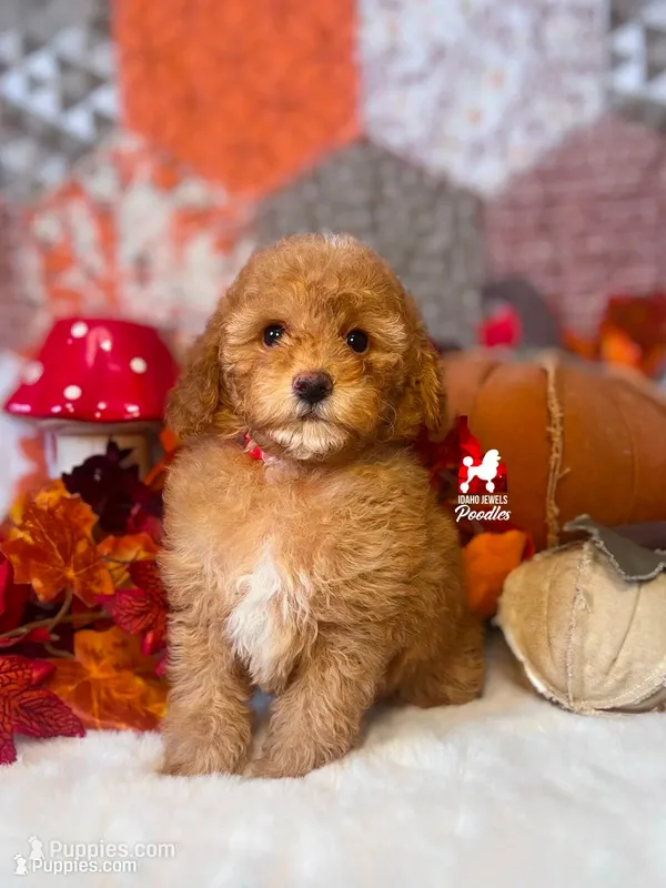 Reese. Light Red w/ White Mini Poodle Boy – Poodle - Miniature  puppy for sale in Rigby, ID