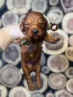 Captain, Red F1 Cavapoo Boy ~ Pet, a male Cavalier King Charles Spaniel and Poodle - Miniature  for sale in Rigby, ID – 5 of 7