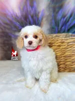 Jayden, Red/Apricot (Hidden Tricolor) Mini Poodle Boy ~ Breeder or Pet, a male Poodle - Miniature  for sale in Rigby, ID – 3 of 6