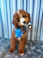 🤗Flint the Ruby Red w/ White F1B Cavapoo ~ Breeder OR or Pet, a male Cavapoo and Poodle - Miniature  for sale in Rigby, ID – 1 of 10