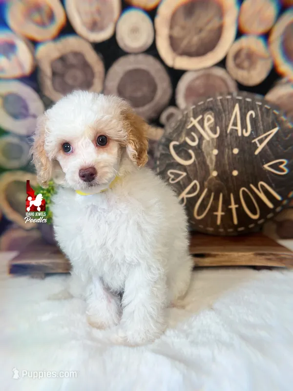 Faye, Red/Apricot Parti Mini Poodle Girl ~ Pet – Poodle - Miniature  puppy for sale in Rigby, ID