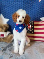 Mushu, Red Parti Mini Poodle Boy ~ Pet, a male Poodle - Miniature  for sale in Rigby, ID – 2 of 7