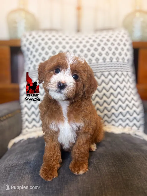 Daisy, Red w/ White Markings Mini Poodle Girl ~ Pet, a female Poodle - Miniature  for sale in Rigby, ID – Photo 1 of 3