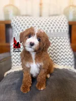 Daisy, Red w/ White Markings Mini Poodle Girl ~ Pet, a female Poodle - Miniature  for sale in Rigby, ID – Photo 1 of 3