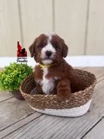 Daisy, Red w/ White Markings Mini Poodle Girl ~ Pet, a female Poodle - Miniature  for sale in Rigby, ID – Photo 3 of 3