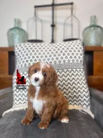 Daisy, Red w/ White Markings Mini Poodle Girl ~ Pet, a female Poodle - Miniature  for sale in Rigby, ID – Photo 2 of 3