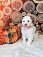 Nutmeg, Red Parti Large Mini Poodle Girl ~ Breeder or Pet, a female Poodle - Miniature  for sale in Rigby, ID – 2 of 3