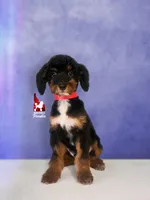 Vegas 💎🐩Loverboy, a male Poodle - Miniature  for sale in Rigby, ID – Photo 1 of 4