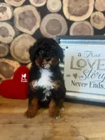 Vegas 💎🐩Loverboy, a male Poodle - Miniature  for sale in Rigby, ID – Photo 3 of 4