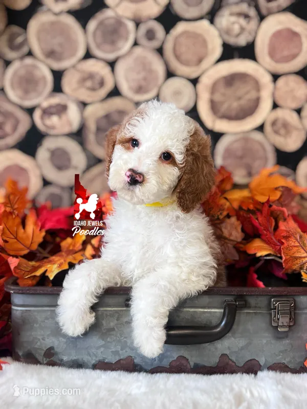 Clue, Red Parti Moyen-Sized Poodle Boy ~ Breeder or Pet – Poodle - Multi-Colored Standard puppy for sale in Rigby, ID