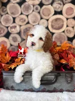 Clue, Red Parti Moyen-Sized Poodle Boy ~ Breeder or Pet, a male Poodle - Multi-Colored Standard for sale in Rigby, ID – 1 of 3