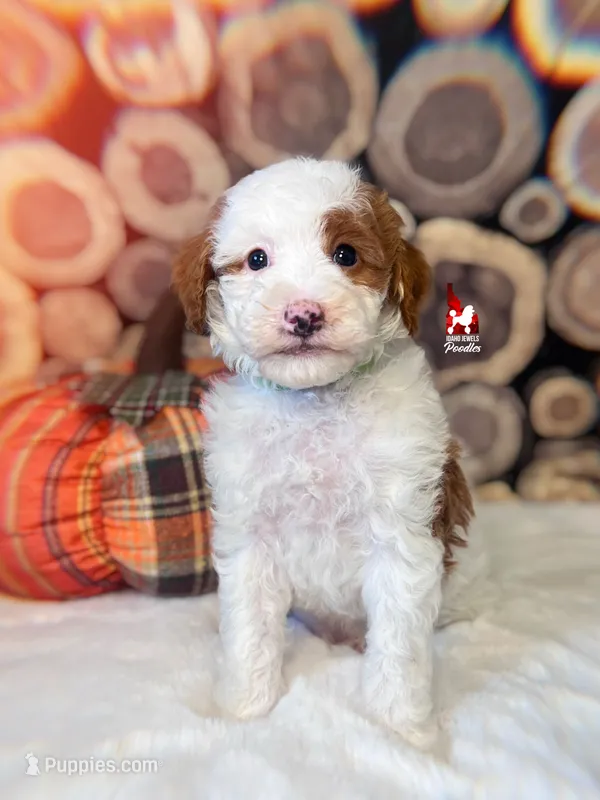 Curry, Dark Red Parti Small Moyen Poodle Boy ~ Pet – Poodle - Miniature  puppy for sale in Rigby, ID