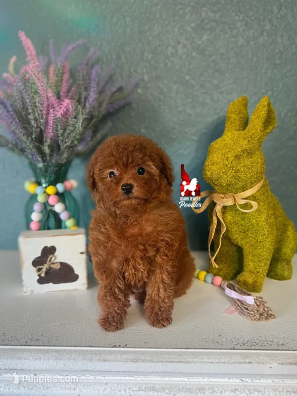 Claire, Little Red Toy – Poodle - Toy  puppy for sale in Rigby, ID