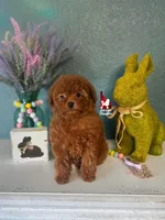 Claire, Little Red Toy, a female Poodle - Toy  for sale in Rigby, ID – Photo 2 of 4