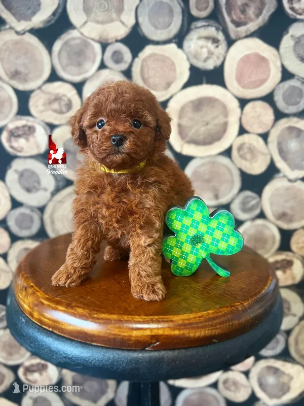 Claire, Little Red Toy