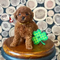 Claire, Little Red Toy, a female Poodle - Toy  for sale in Rigby, ID – Photo 3 of 4