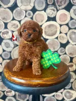 Claire, Little Red Toy, a female Poodle - Toy  for sale in Rigby, ID – Photo 1 of 3