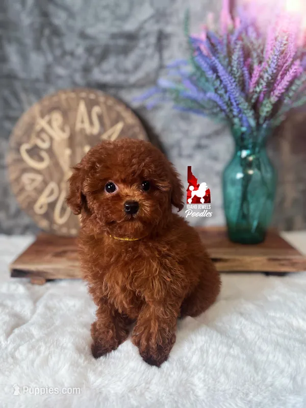 Claire, Little Red Toy – Poodle - Toy  puppy for sale in Rigby, ID