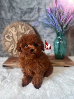 Claire, Little Red Toy, a female Poodle - Toy  for sale in Rigby, ID – Photo 1 of 4