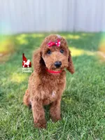 💯Audrey, Red Mini Poodle Girl ~ Pet, a female Poodle - Miniature  for sale in Rigby, ID – 1 of 9