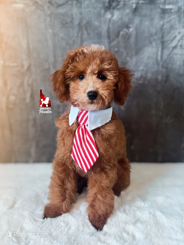 Flash, Red w/ White Mini Poodle Boy ~ Pet – Poodle - Miniature  puppy for sale in Rigby, ID