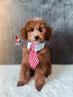 Flash, Red w/ White Mini Poodle Boy ~ Pet, a male Poodle - Miniature  for sale in Rigby, ID – 1 of 9