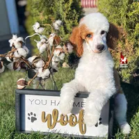 Fairytale 📖💎🐩 Moyen, a female Poodle - Miniature  for sale in Rigby, ID – Photo 4 of 8