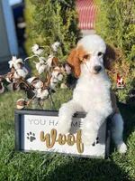 Fairytale 📖💎🐩 Moyen, a female Poodle - Miniature  for sale in Rigby, ID – Photo 4 of 8