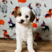 Fairytale 📖💎🐩 Moyen, a female Poodle - Miniature  for sale in Rigby, ID – Photo 8 of 8