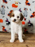 Fairytale 📖💎🐩 Moyen, a female Poodle - Miniature  for sale in Rigby, ID – Photo 8 of 8