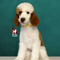 Fairytale 📖💎🐩 Moyen, a female Poodle - Miniature  for sale in Rigby, ID – Photo 3 of 8