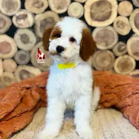 Fairytale 📖💎🐩 Moyen, a female Poodle - Miniature  for sale in Rigby, ID – Photo 6 of 8