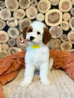 Fairytale 📖💎🐩 Moyen, a female Poodle - Miniature  for sale in Rigby, ID – Photo 6 of 8