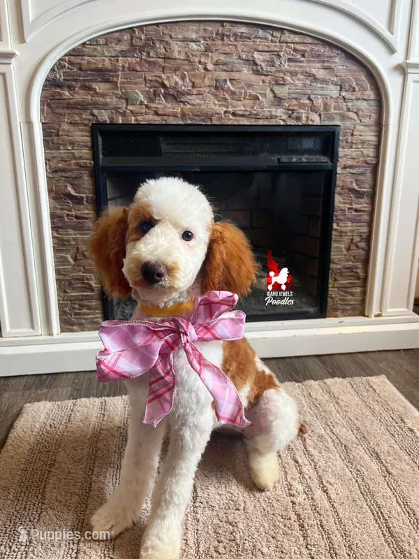 Fairytale 📖💎🐩 Moyen