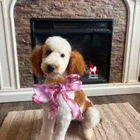 Fairytale 📖💎🐩 Moyen, a female Poodle - Miniature  for sale in Rigby, ID – Photo 1 of 8