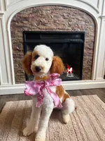 Fairytale 📖💎🐩 Moyen, a female Poodle - Miniature  for sale in Rigby, ID – Photo 1 of 8