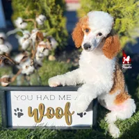 Fairytale 📖💎🐩 Moyen, a female Poodle - Miniature  for sale in Rigby, ID – Photo 5 of 8