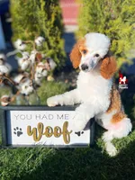 Fairytale 📖💎🐩 Moyen, a female Poodle - Miniature  for sale in Rigby, ID – Photo 5 of 8