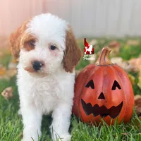 Fairytale 📖💎🐩 Moyen, a female Poodle - Miniature  for sale in Rigby, ID – Photo 7 of 8