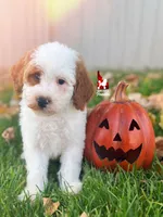 Fairytale 📖💎🐩 Moyen, a female Poodle - Miniature  for sale in Rigby, ID – Photo 7 of 8