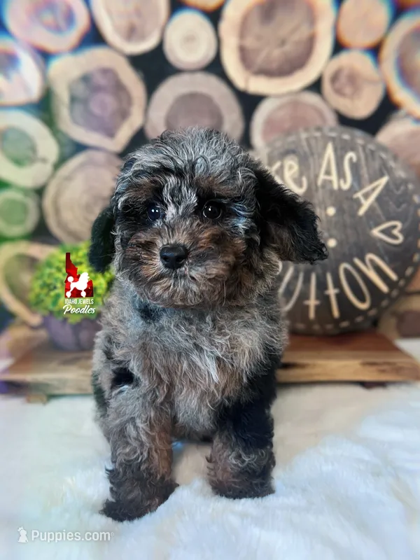 Grayson, Blue Merle Phantom Mini Poodle Boy ~Breeder or Pet – Poodle - Miniature  puppy for sale in Rigby, ID