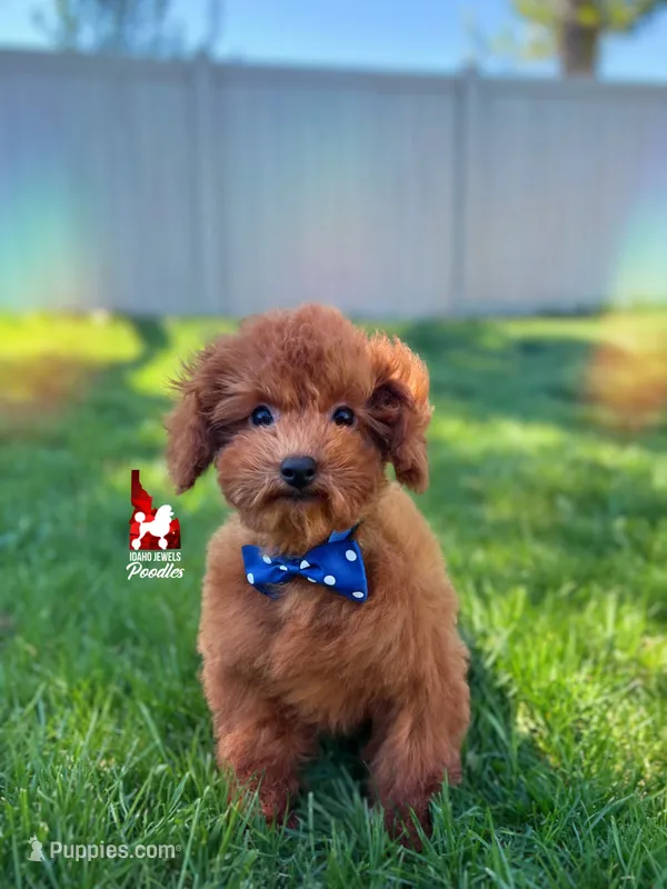 Balto the Sweet Dark Red Toy Poodle Boy ~ Pet – Poodle - Toy  puppy for sale in Rigby, ID