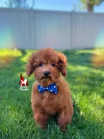 Balto, Calm Dark Red Toy Poodle Boy ~ Pet, a male Poodle - Toy  for sale in Rigby, ID – 3 of 10