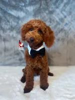 Graham, Red Small Mini Poodle Boy ~ Breeder or Pet, a male Poodle - Miniature  for sale in Rigby, ID – 3 of 10