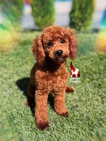 🍄Mario, Red Mini Poodle Boy ~Breeder or Pet, a male Poodle - Miniature  for sale in Rigby, ID – 1 of 10