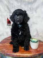 🧸Teddybear, Black Large Mini/Small Moyen Boy ~ Pet, a male Poodle - Miniature  for sale in Rigby, ID – 2 of 4
