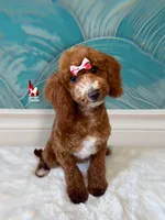 Florence the Red w/ White Markings Mini Poodle Girl ~ Pet, a female Poodle - Miniature  for sale in Rigby, ID – 1 of 6