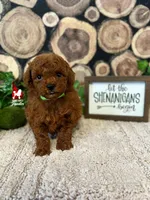 Balto, Full AKC Red Toy Poodle, a male Poodle - Toy  for sale in Rigby, ID – Photo 3 of 3