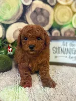 Balto, Full AKC Red Toy Poodle, a male Poodle - Toy  for sale in Rigby, ID – Photo 2 of 3